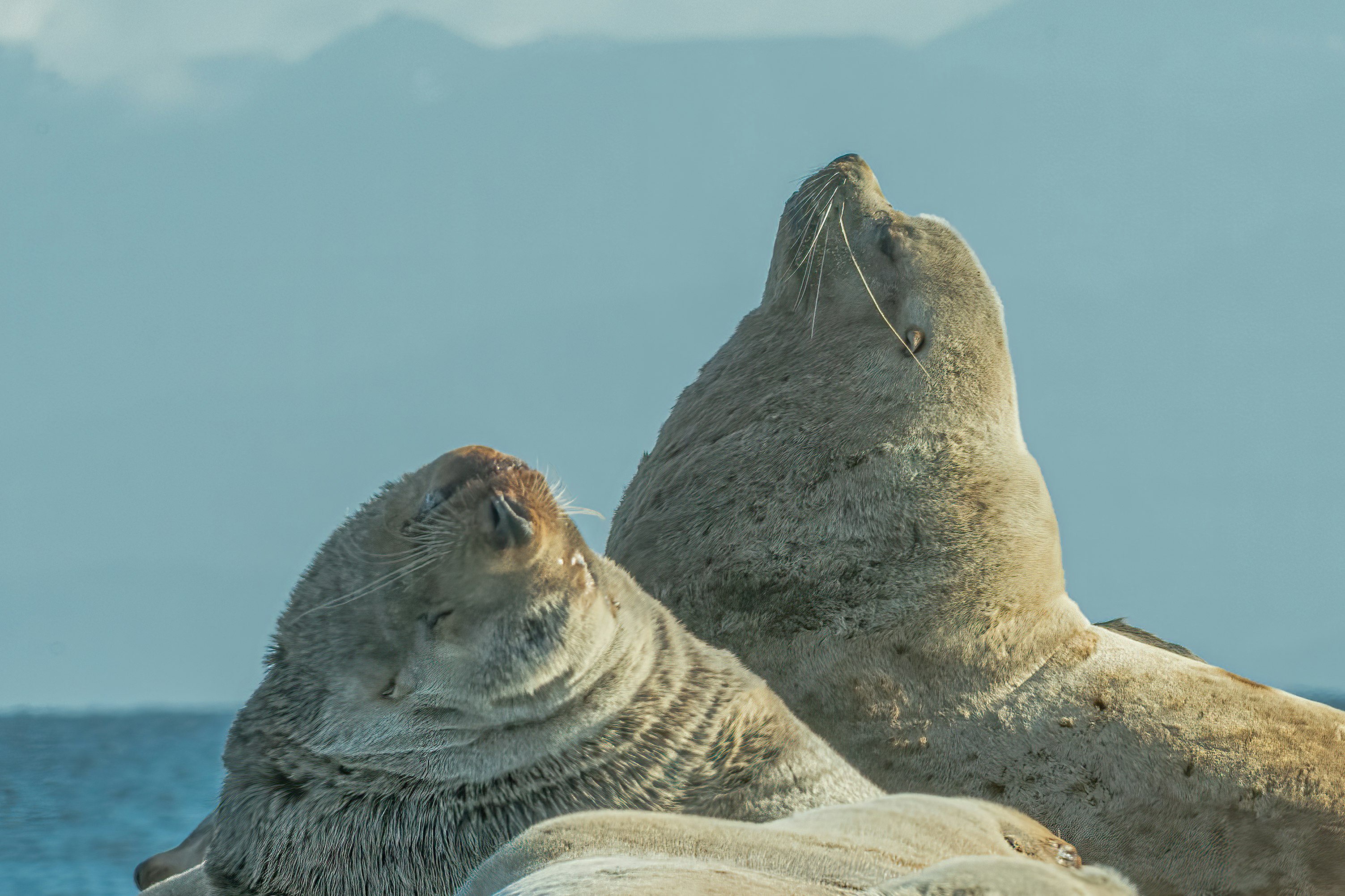 sea lion on brown rock during daytime